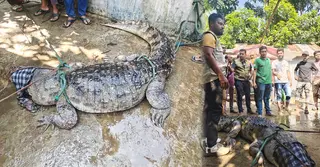 মানিকগঞ্জে ধরা পড়া কুমিরকে বন অধিদপ্তরের কাছে হস্তান্তর
